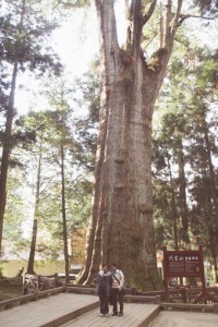 台湾嘉義県にある樹齢約2300年の「阿里山香林神木」（樹種：タイワンヒノキ、樹高45ｍ）