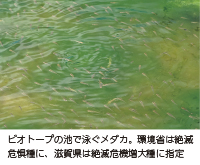 ビオトープの池で泳ぐメダカ。環境省は絶滅危惧種に、滋賀県は絶滅危機増大種に指定