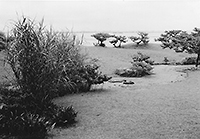 昭和35年（1960）に撮影された蘆花浅水荘庭園と琵琶湖